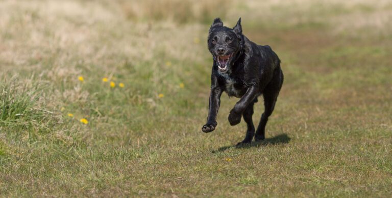 1866 29666d5ea3fd9ac70aba6d4627a0d99c 1 768x389