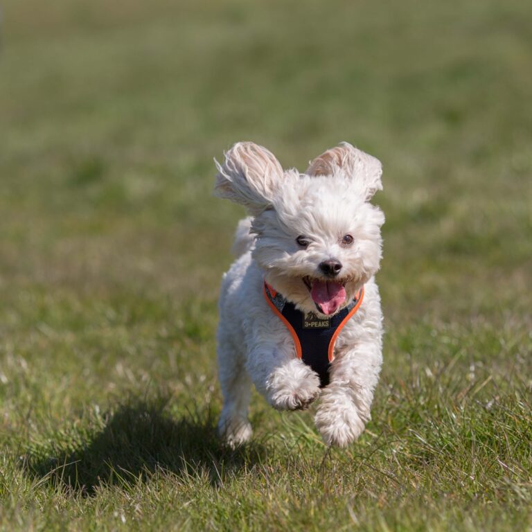 1866 ddca591a519f67f66fb36e79f2964629 1 768x768