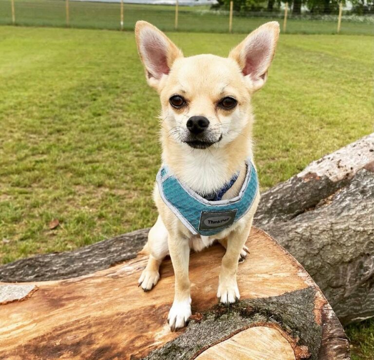 1894 9134bc6595add63e1adb8d9c5ad7d338 1 768x739