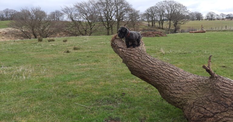 1897 281836c30cf6784470bee7ad4ae06b37 1 768x403