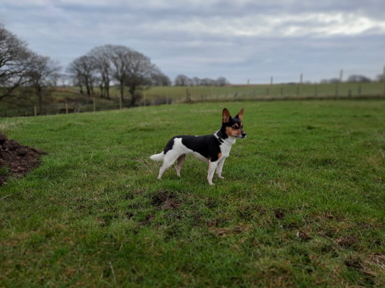 1897 2faf0c35f7ba5b4ee5aade6d3f71fb4b 1 768x576