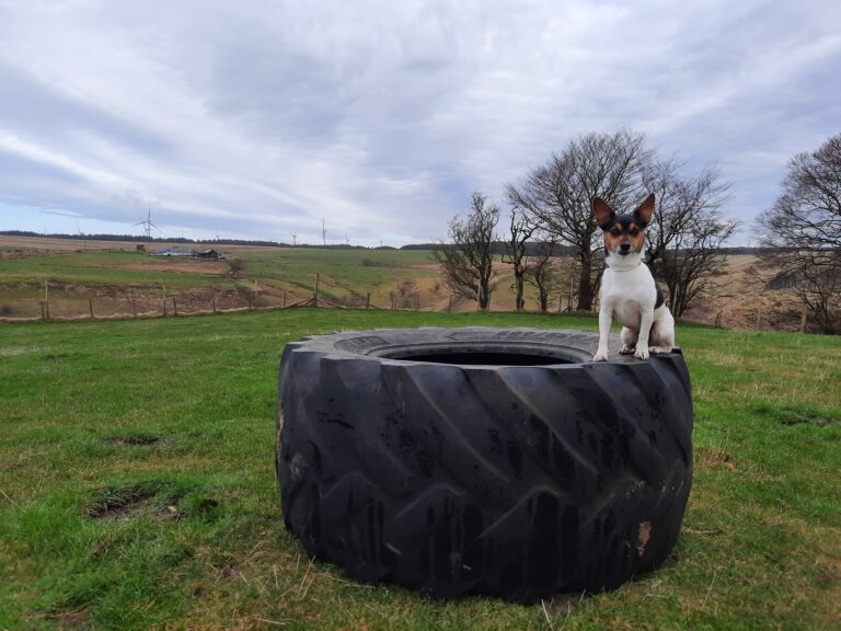 1897 e47a9f3e21cad7e03d28b46f7d861081 1 768x576