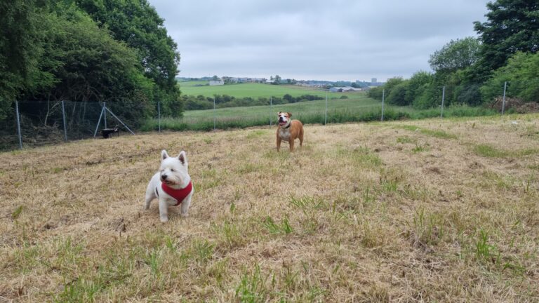 1901 2268bd37d3f7cf6ddb71c4a930a80072 1 768x432