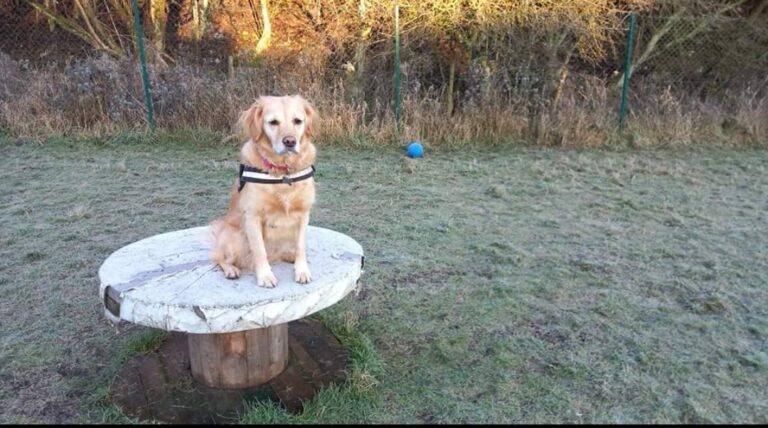 1901 bec4242463fd8b7bf642c89e1d94d71a 1 768x428