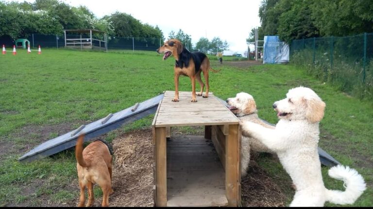 1901 cb6fbfe0771d1e70ca9d0af60adc8067 1 768x432