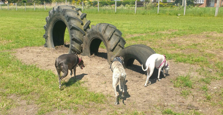 1905 081dec8cd14ee0dac72073cc7dd1c742 1 768x398