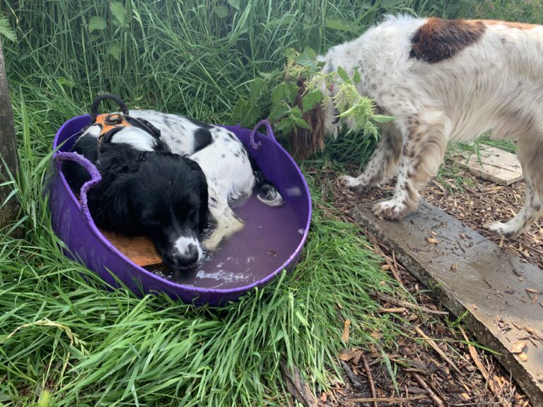 1911 85808c3159a3957e09b6e0d568ba36be 1 768x576