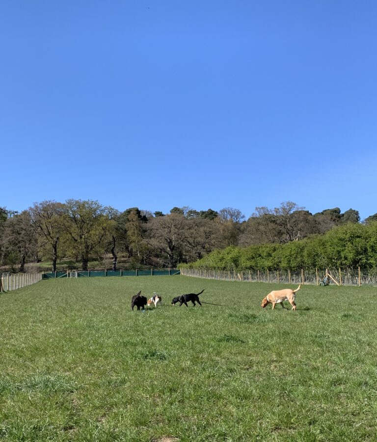 1914 5d2e43eed5db7df70733816a7a2d4259 1 768x901