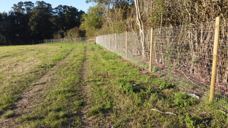 1918 755c6afbab24046da1e7ce38258975dd 1 768x432