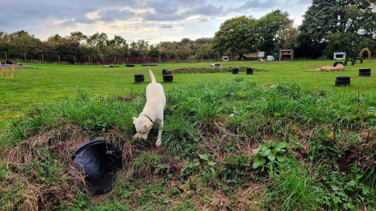 1930 09d4976eac6a62dffc3accb517bac247 1 768x432