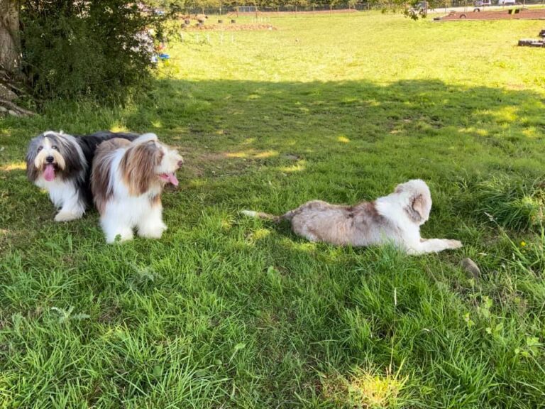 1930 1d5774eded1b6ec28b7b25b8b659996c 1 768x576