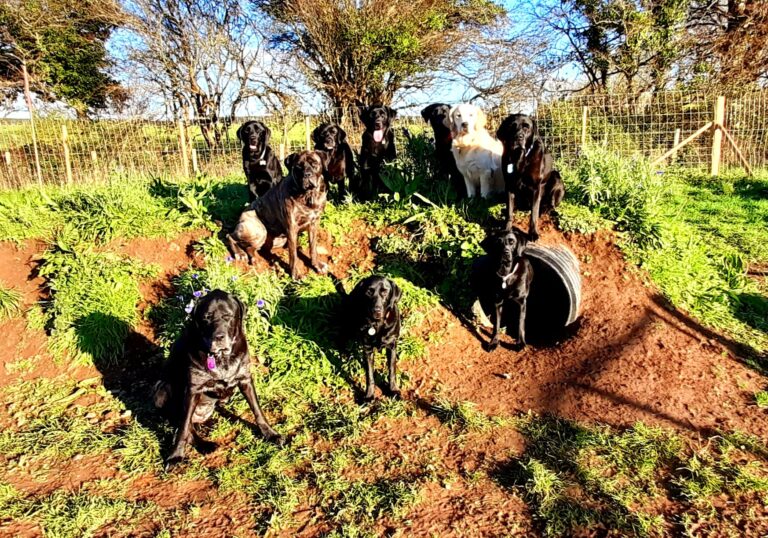 1930 6de9404b713bb2a6a58b3555e0792da3 1 768x538