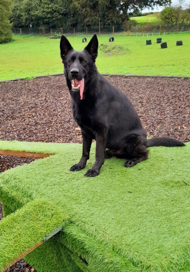 1930 7e4748191c221a0a70b0b25d4651da6b 1 768x1101