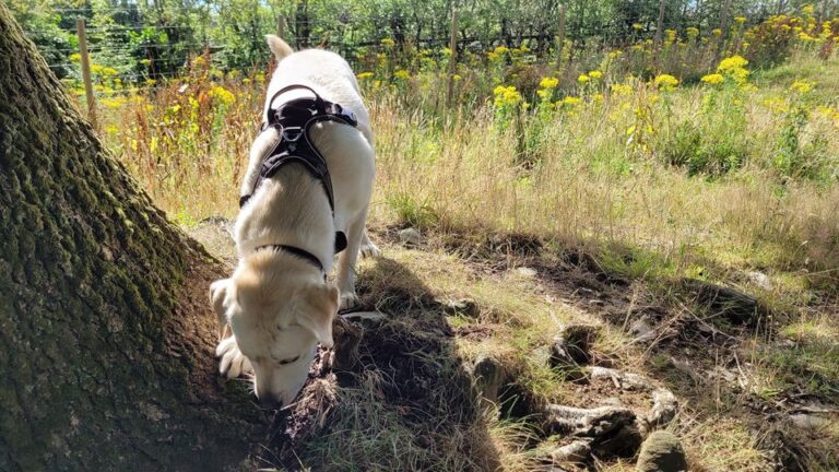 1930 c7681c0142c23b8eaef3f06ee6931e5a 1 768x432