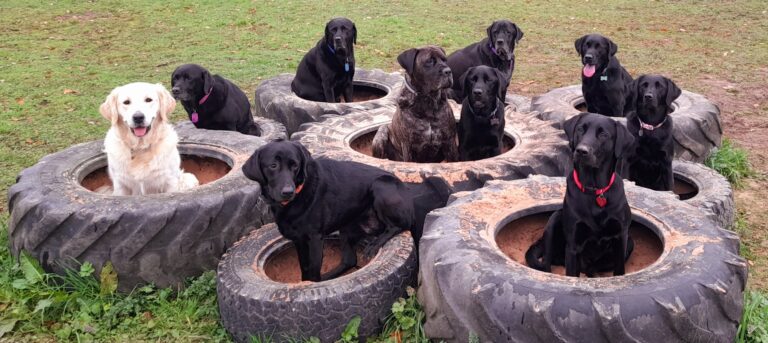 1930 df0e672aa6dbd4aad51c2e17e5702148 1 768x343