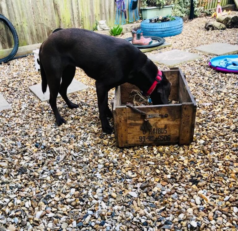 1931 c2510c76b4cd1edc76ce13b0036c1a74 1 768x746