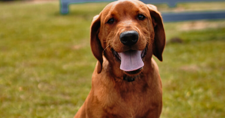 1951 58930c18ea70eb0857c72d724dcb9323 1 768x403