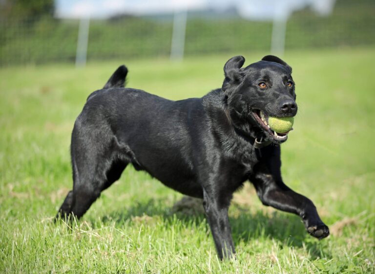 1955 06147dba45036ad7de89a3610addee59 1 768x560