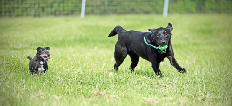 1955 92aebe43cbc9854a8699997a85206ca2 1 768x351