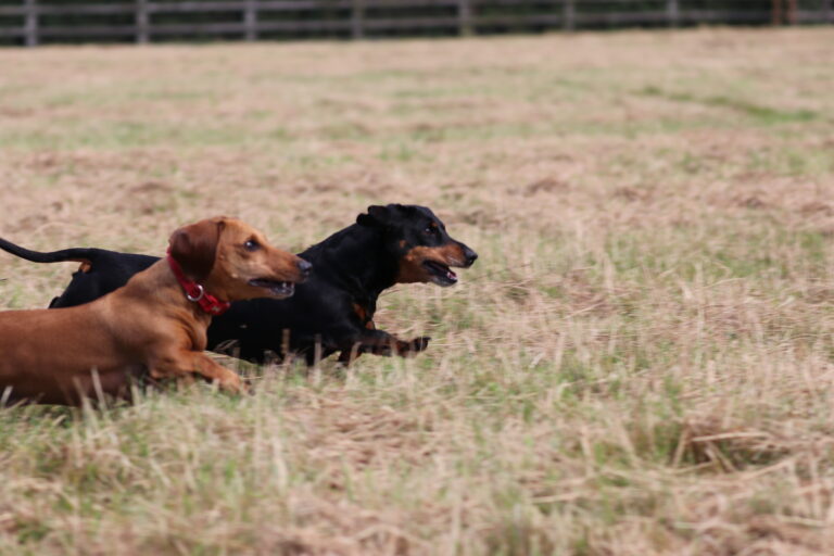 1956 7a38014492c649aafdc09222726f3976 1 768x512