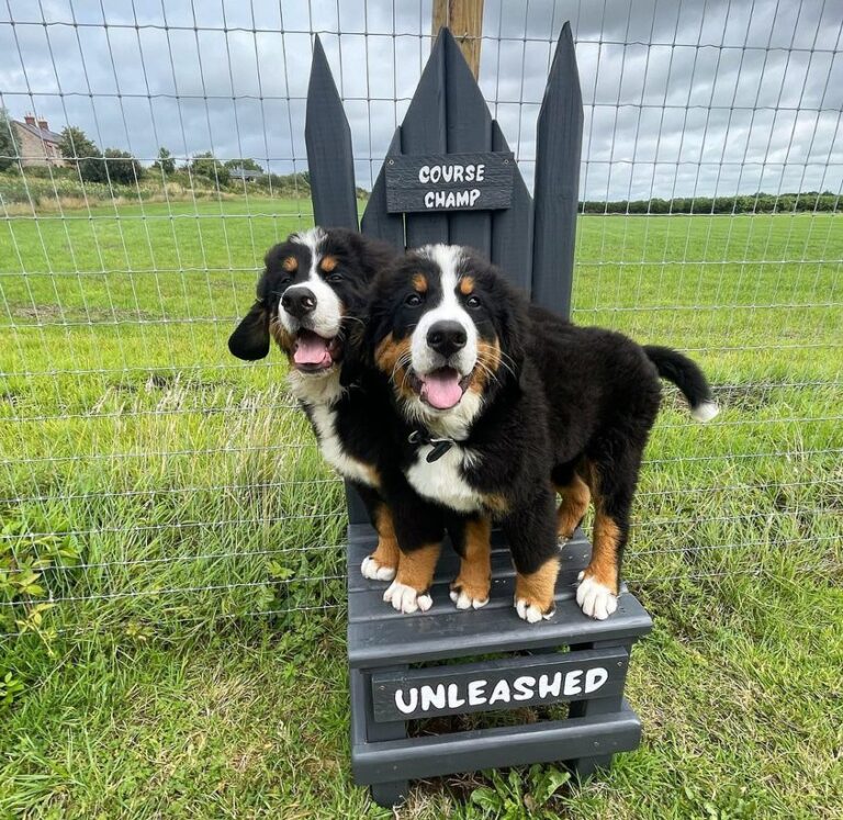 1964 93e2faa27bd902fb69a4b46dad0b98d9 1 768x747