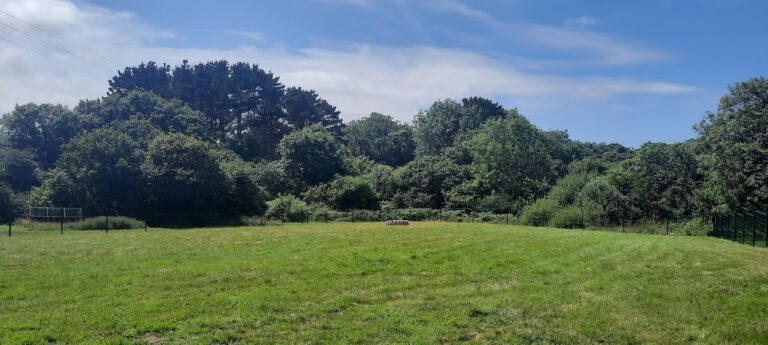 1972 aba26dae8a9ee677fb9733deb460db22 1 768x345