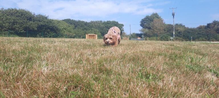 1972 c9cea5e03dbeb50fdec7af12d1fa3944 1 768x345