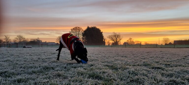 1976 8ad9ec9eb7bd315e99051e5f35307fe6 1 768x346