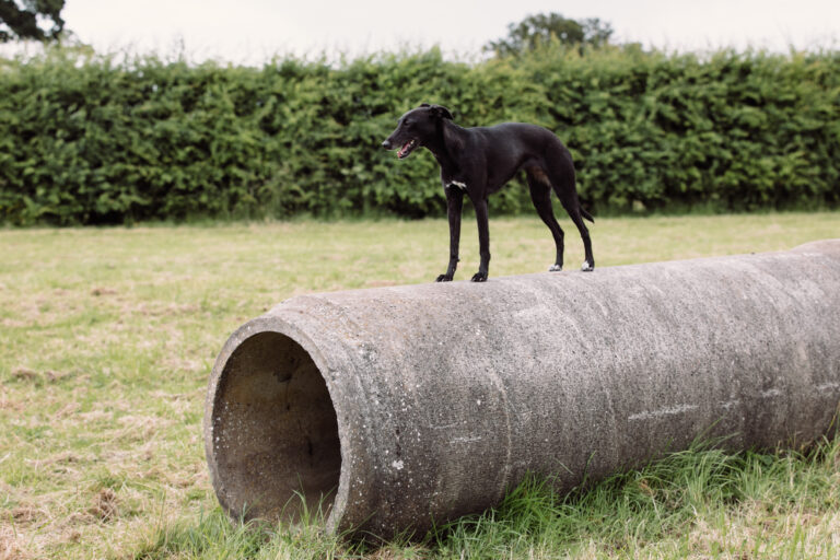 1979 e429870cac479e47ff9b1dac2dd66b7b 1 768x512