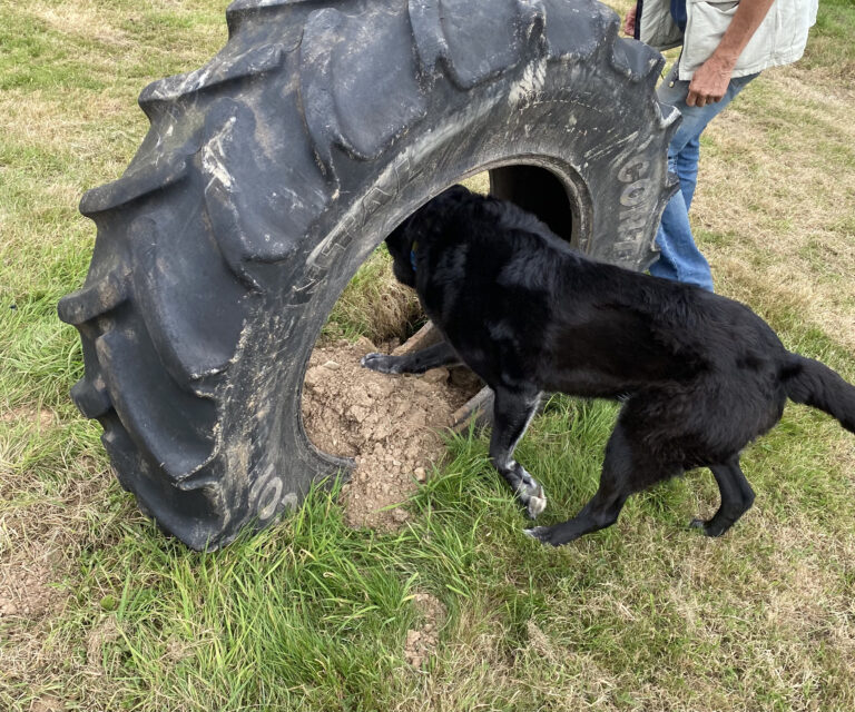 1981 ec1be2e2c7babf64338e8205c43a4b3b 1 768x640