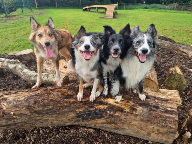 1993 ca269ca99226634a55d48977f38d9e73 1 768x576