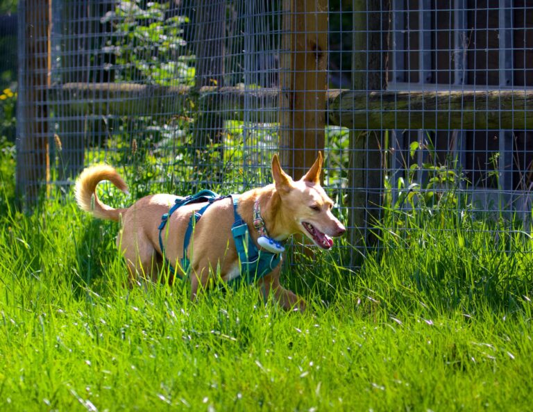 2101 4594a7e27c251295d765edd4299f9e43 1 768x593