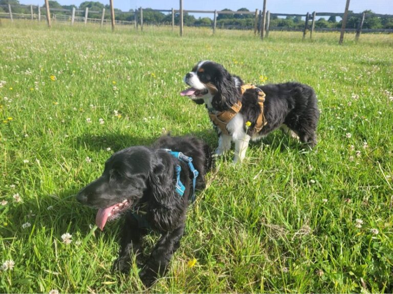 2101 4e973ba5d80c843321e58e663a996159 1 768x576