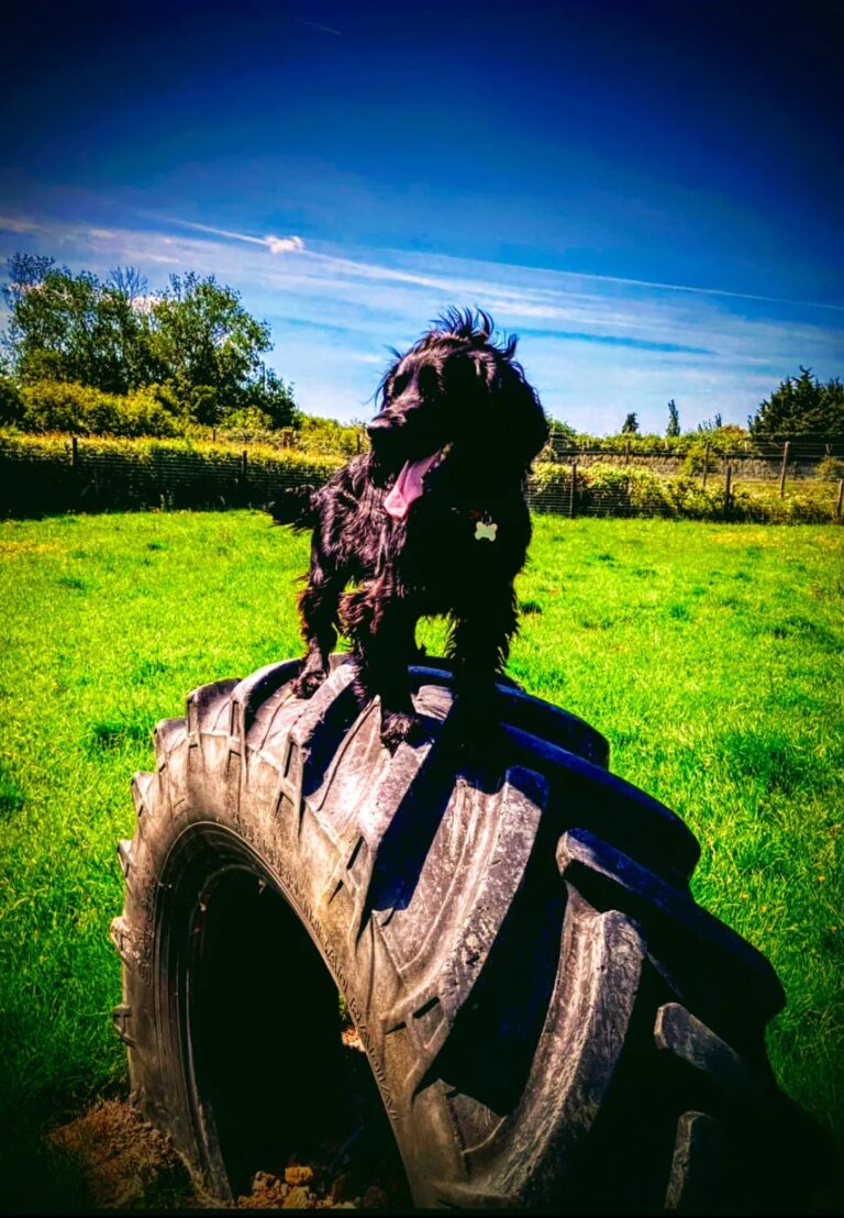 2103 4aeadc61c1f637d0f3615546cc9b75b2 1 768x1108