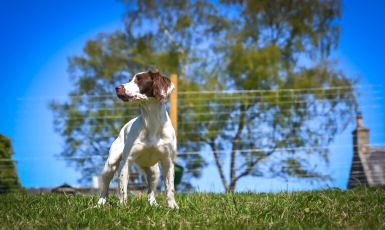 2116 8efad8589db514a19a7deed7c4a9537e 1 768x459