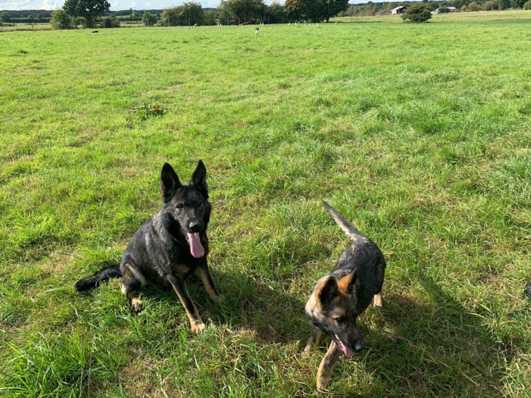 2145 26e0e9ed4db4b9535ac7351129c5feea 1 768x576