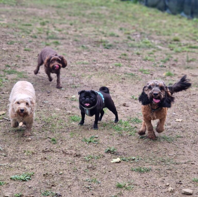 2148 f4f97271989df651675c32c2151f35bd 1 768x767