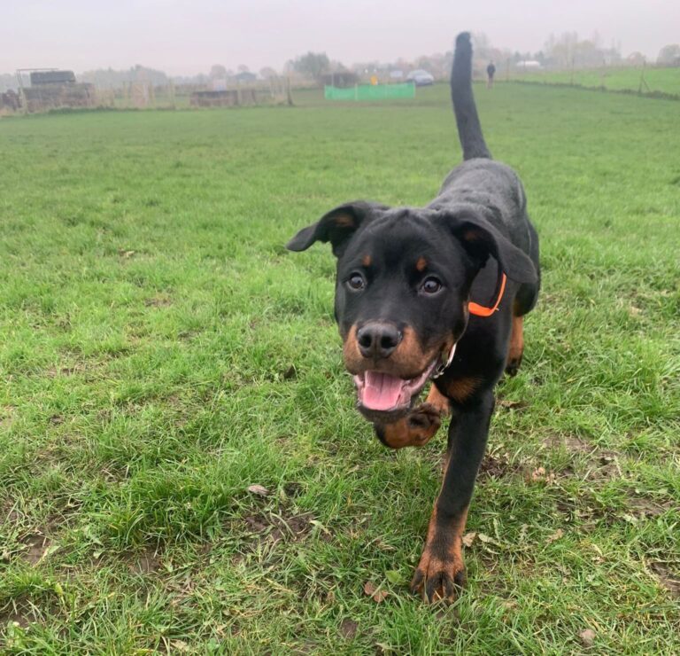 2165 f6be6197790a22a7a293ef919fc3d25c 1 768x740