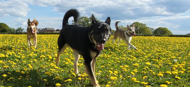 2167 e7ae2c7130ef8a56a4b3653d4e45a98e 1 768x354