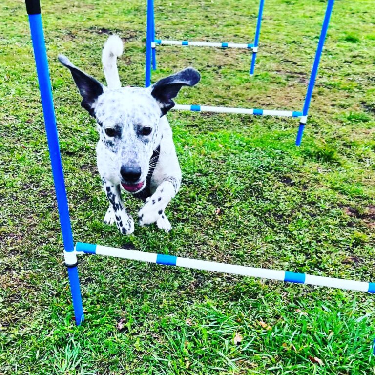 2168 5f49688e5e8a3d3f9234b852ba23d5c4 1 768x768