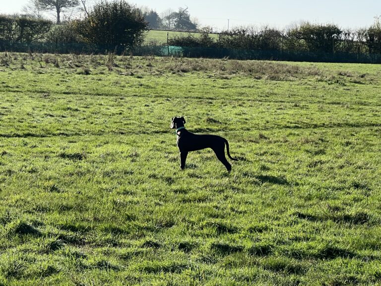 2171 d94844a3dd3877851b5b075f69918f5d 1 768x576