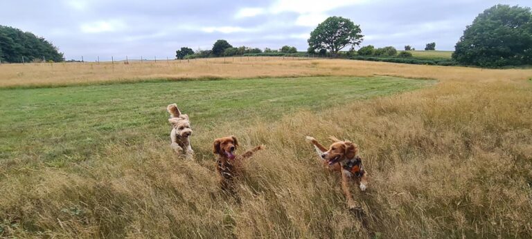 2199 78e5f297e8946537c053195136faf629 1 768x346