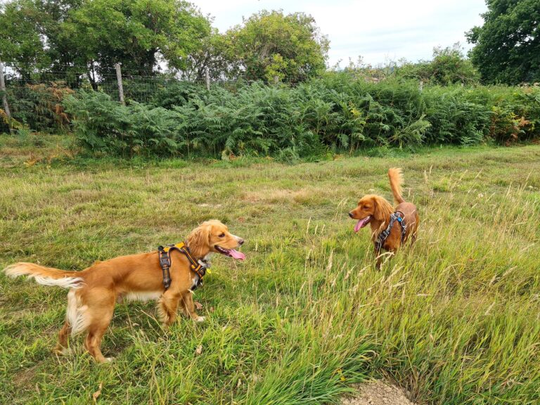 2199 bc2e67592da7c88232efa13a8607140f 1 768x576