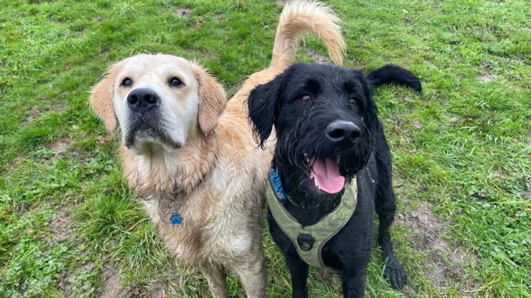 2204 a57898e76d0af68a59c8fa459a06c1a2 1 768x432