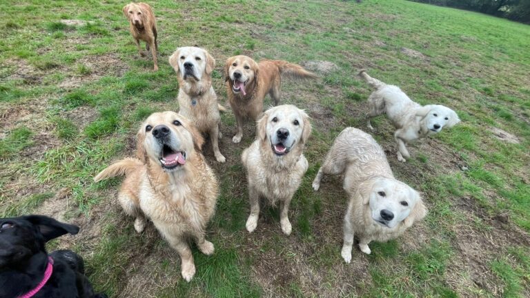 2204 c80c055ec232ecc8047046200f23cb6f 1 768x432