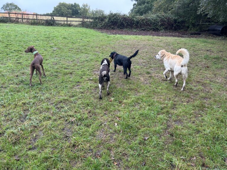 2204 de9c3f835f74942e167be12f53d0c91e 1 768x576