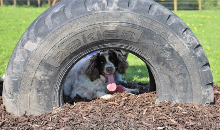 2227 56a92149affcb55df6d541c61934def9 1 768x455