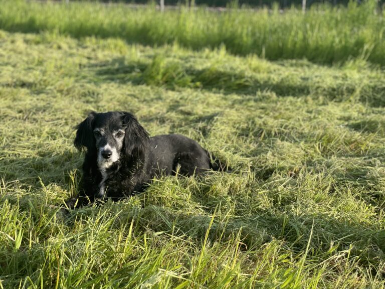 2243 44fa7c751a6a9ad9e8281a0946d4ec33 1 768x576