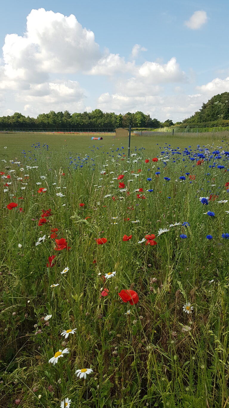 2260 e02168beb07737319405189d428e167c 1 768x1365