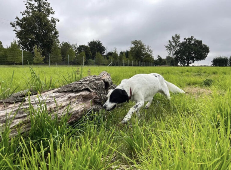 2273 0eded654e582a871adeee2fc9610262b 1 768x565